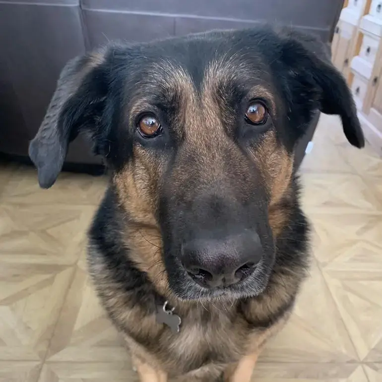 German Shepherd Dog
