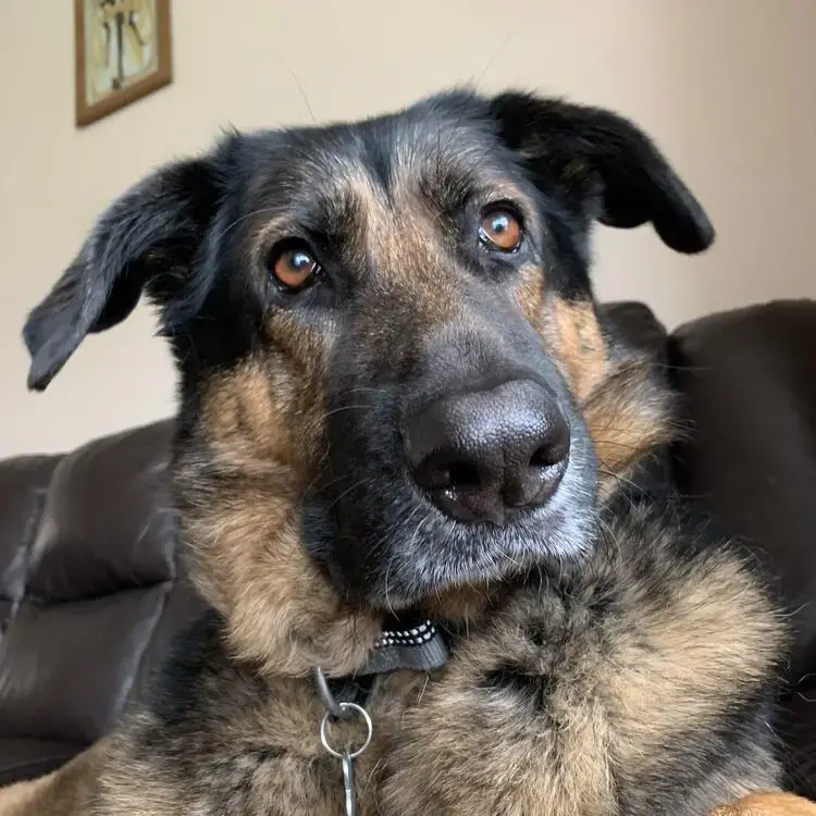 German Shepherd Dog