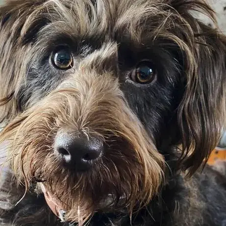 Labradoodle