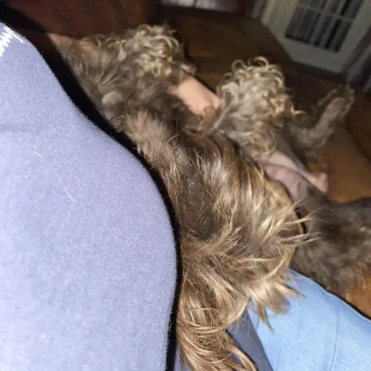 Labradoodle