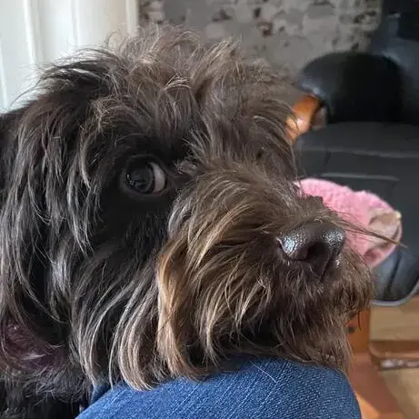 Labradoodle