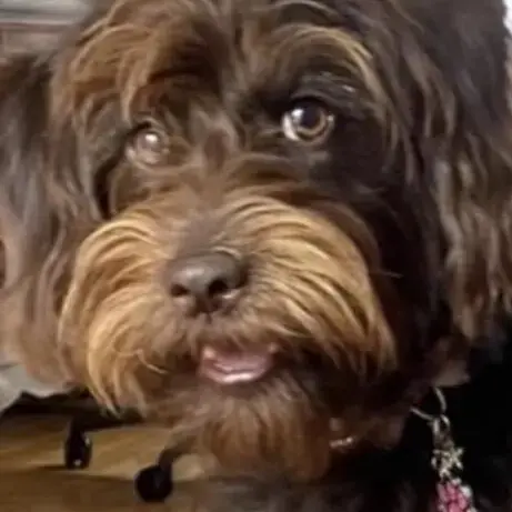 Labradoodle