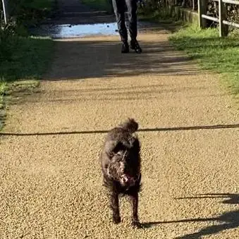 Labradoodle