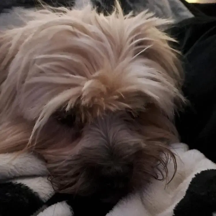 Lhasa Apso