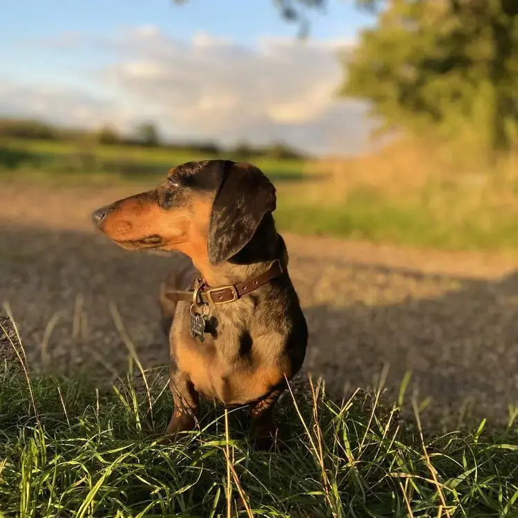 Dachshund (Miniature Smooth-Haired)
