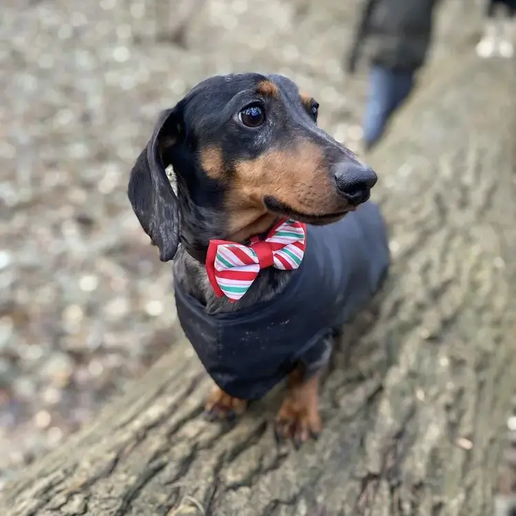 Dachshund (Miniature Smooth-Haired)