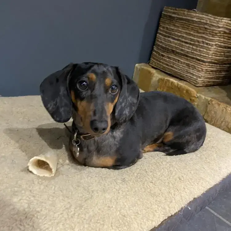 Dachshund (Miniature Smooth-Haired)