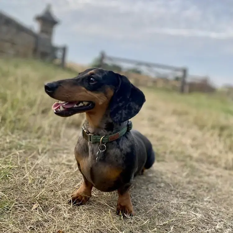 Dachshund (Miniature Smooth-Haired)