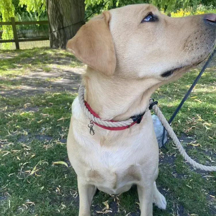 Labrador Retriever