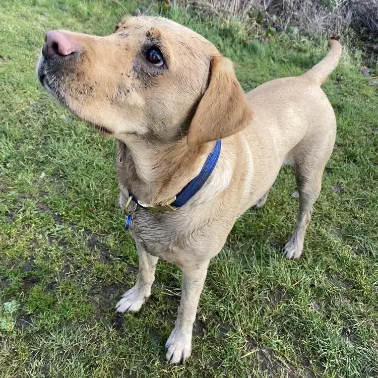 Discover Nala the Labrador Retriever Nala s Story Purina UK