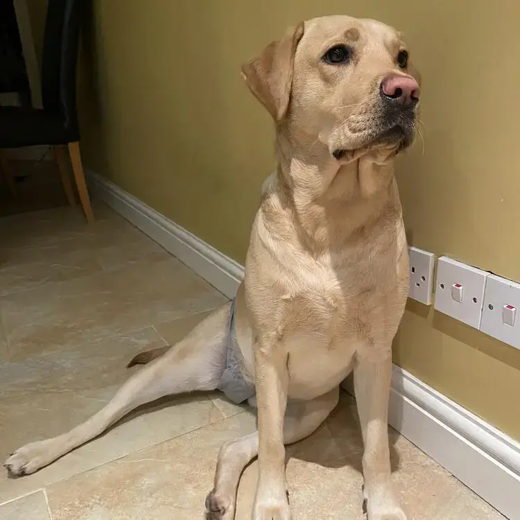 Labrador Retriever