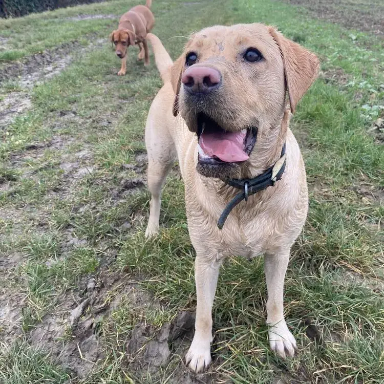 Labrador Retriever
