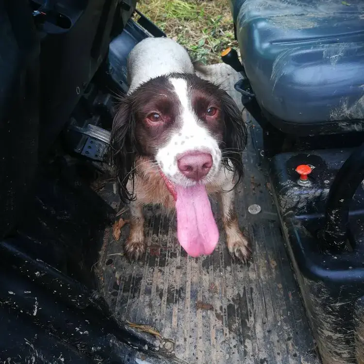 English Springer Spaniel