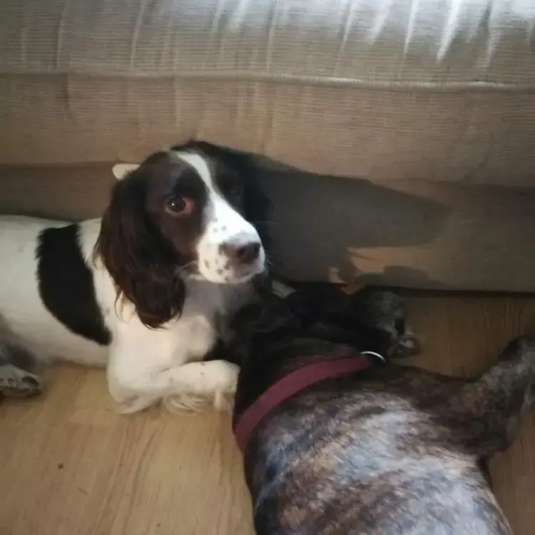 English Springer Spaniel