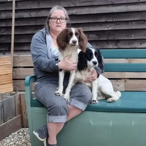 English Springer Spaniel