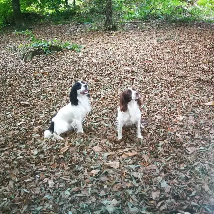 English Springer Spaniel