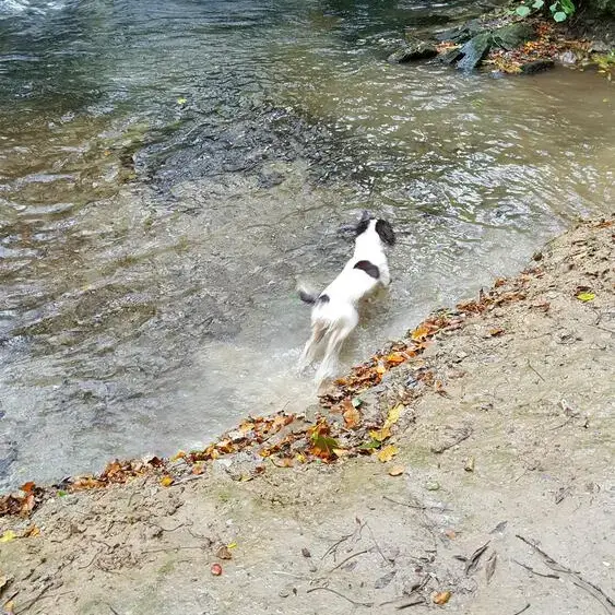 English Springer Spaniel