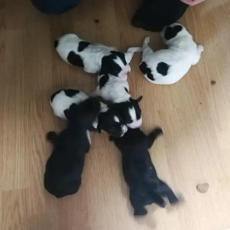English Springer Spaniel
