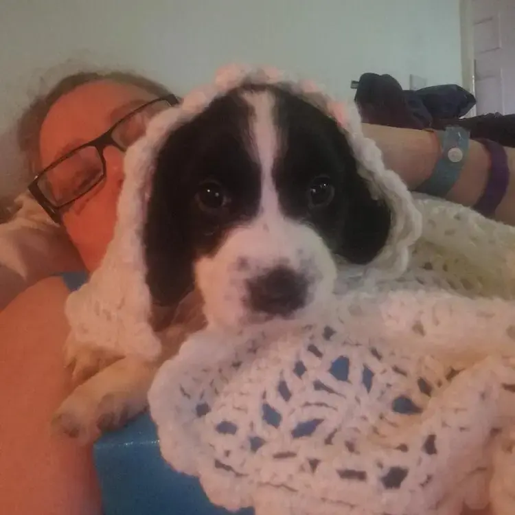English Springer Spaniel