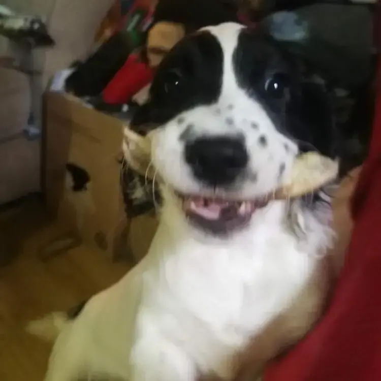 English Springer Spaniel