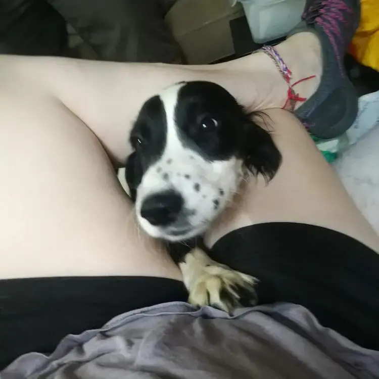 English Springer Spaniel