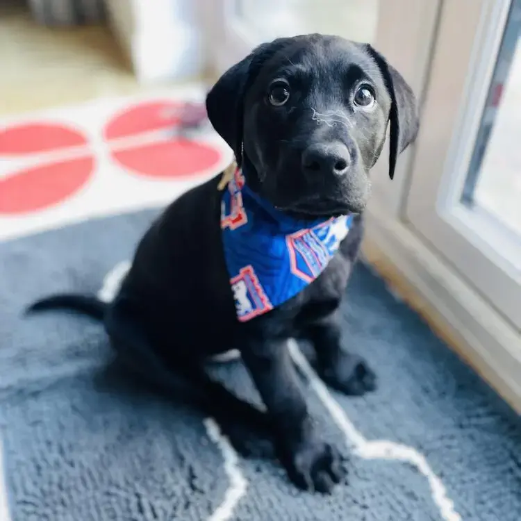 Labrador Retriever