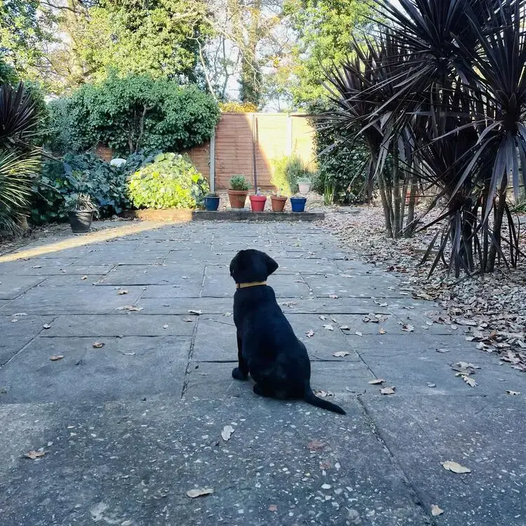 Labrador Retriever