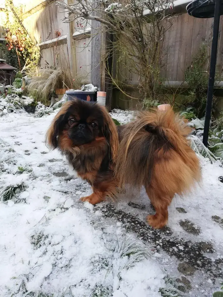 Pekingese