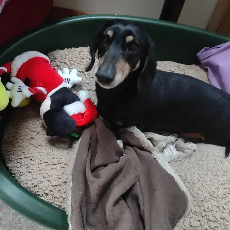 Dachshund (Miniature Smooth-Haired)