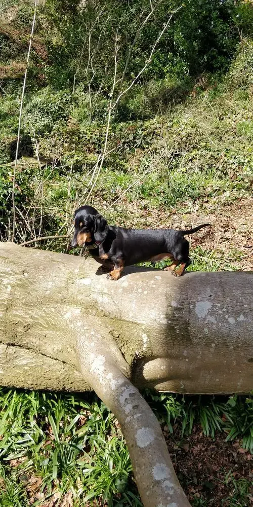 Dachshund (Miniature Smooth-Haired)