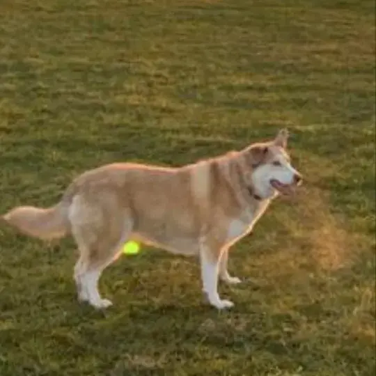 Siberian Husky
