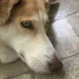 Siberian Husky