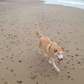 Siberian Husky