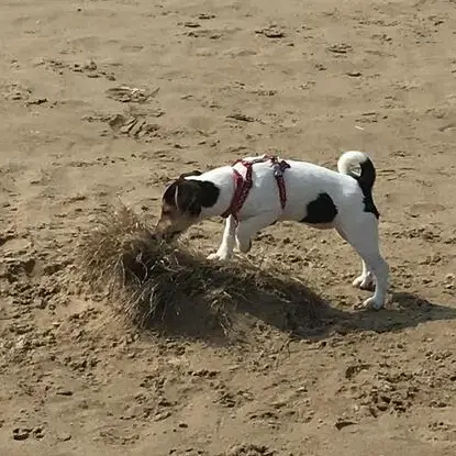 Jack Russell Terrier