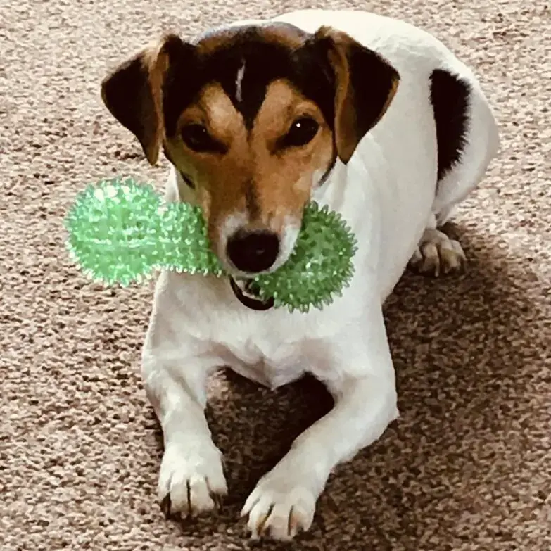 Jack Russell Terrier