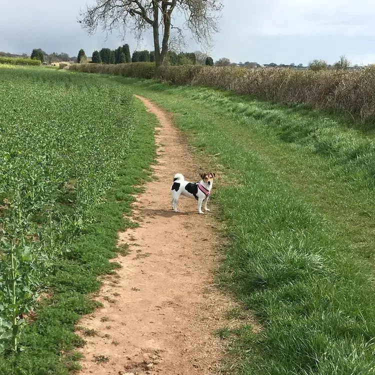 Jack Russell Terrier