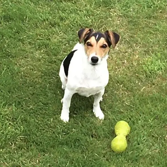 Jack Russell Terrier