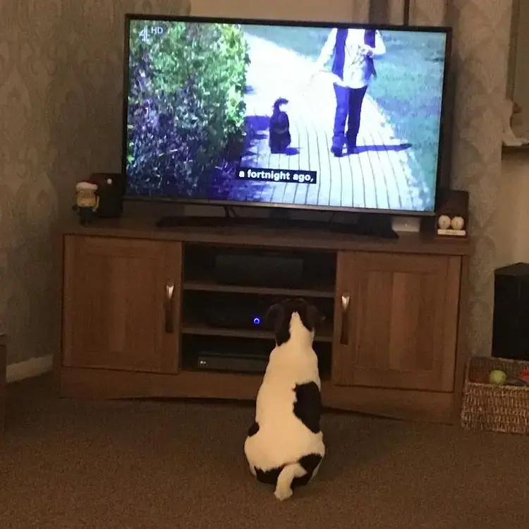 Jack Russell Terrier