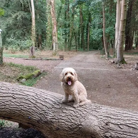Cockapoo