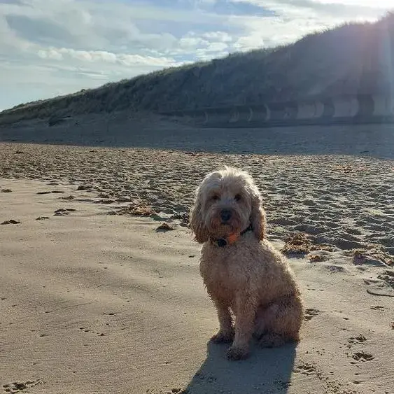 Cockapoo