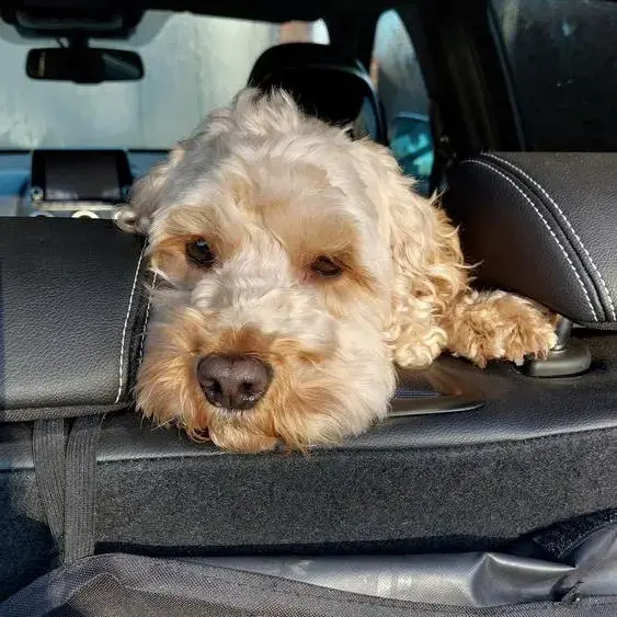 Cockapoo