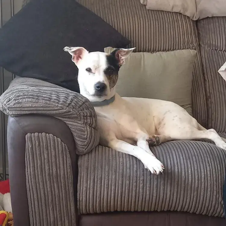 Staffordshire Bull Terrier