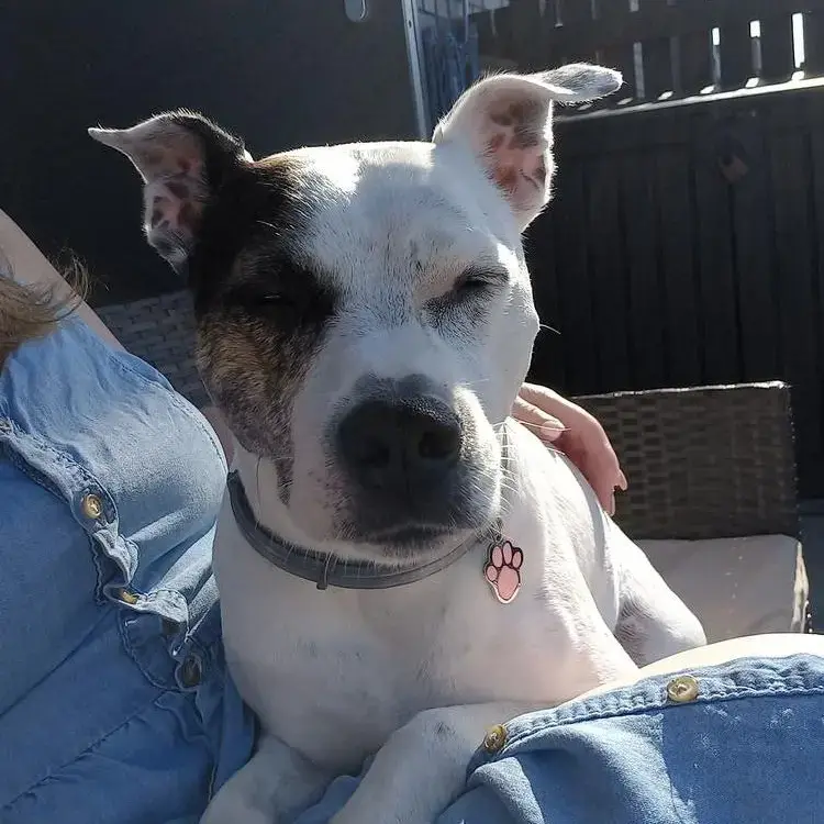 Staffordshire Bull Terrier