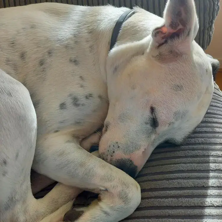 Staffordshire Bull Terrier