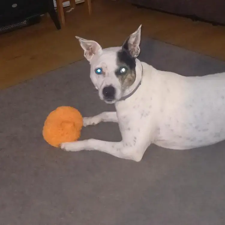 Staffordshire Bull Terrier