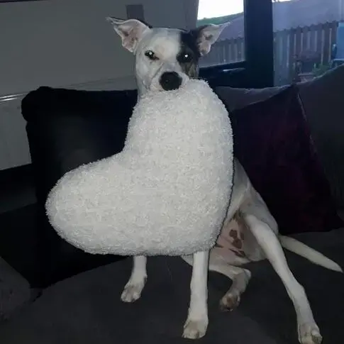 Staffordshire Bull Terrier