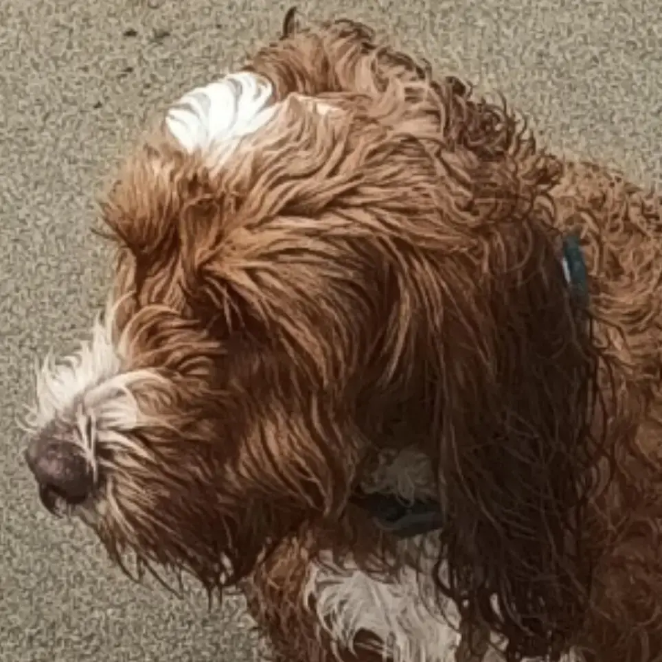 Cockapoo