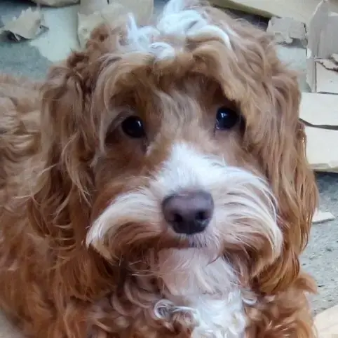 Cockapoo