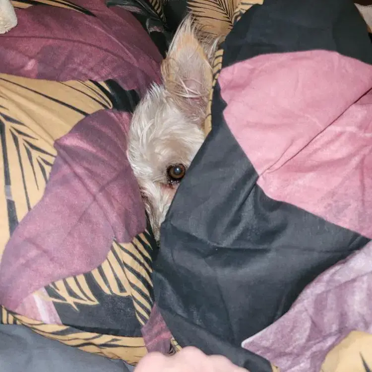 Jack Russell Terrier