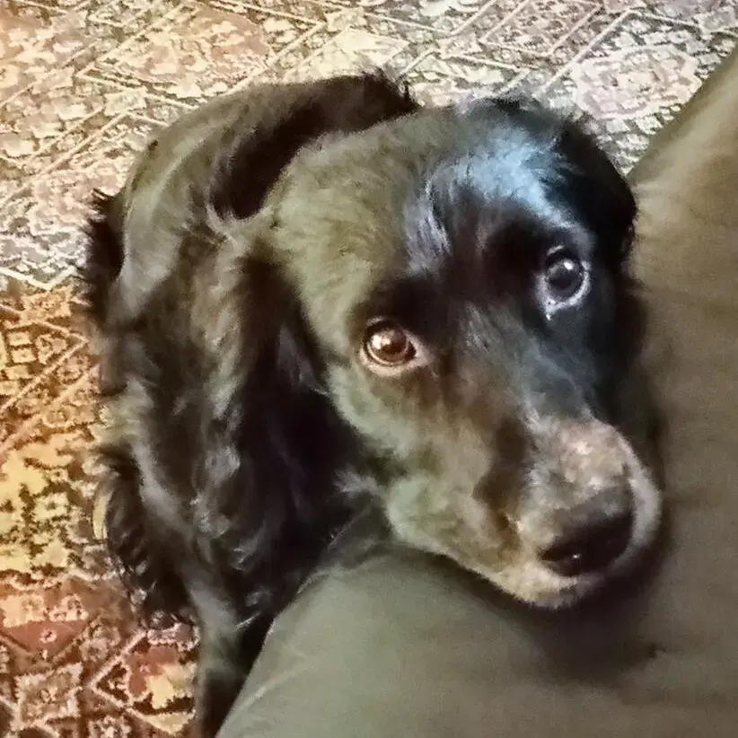 Cocker Spaniel (English)